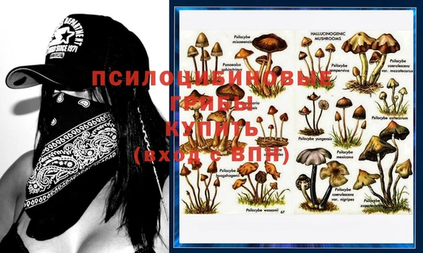 гашиш Богданович